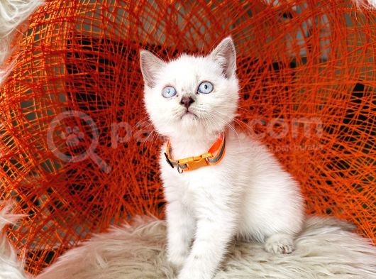 British Shorthair Lynx Point görsel