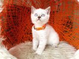 British Shorthair Lynx Point