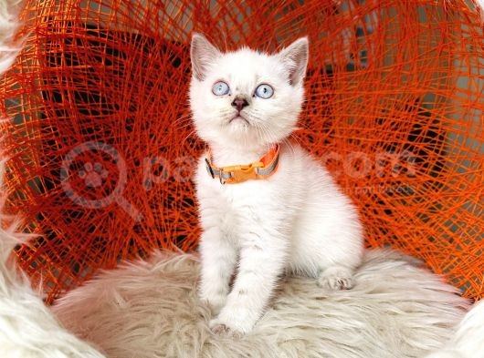 British Shorthair Lynx Point görsel