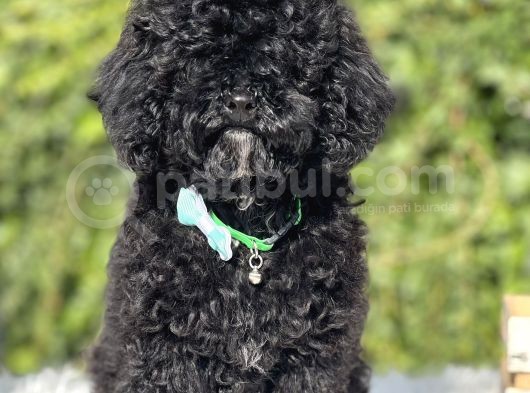 Siyah Poodle Yavrumuz görsel