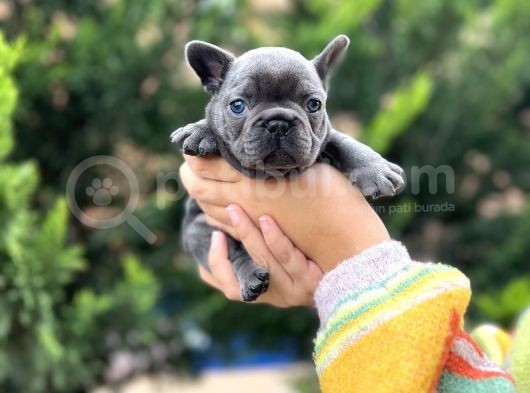 Egzotik Blue French görsel