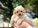 Orjinal Maltıpoo Güzelliği