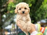 Orjinal Maltıpoo Güzelliği