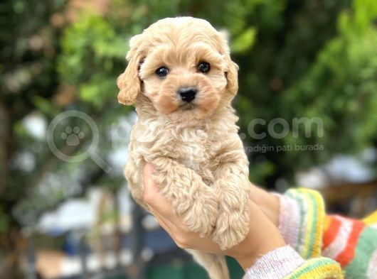 Orjinal Maltıpoo Güzelliği görsel