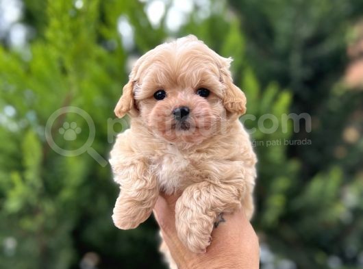 Orjinal Maltıpoo Güzelliği görsel
