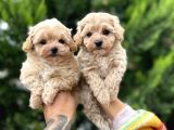 Orjinal Maltıpoo Güzelliği
