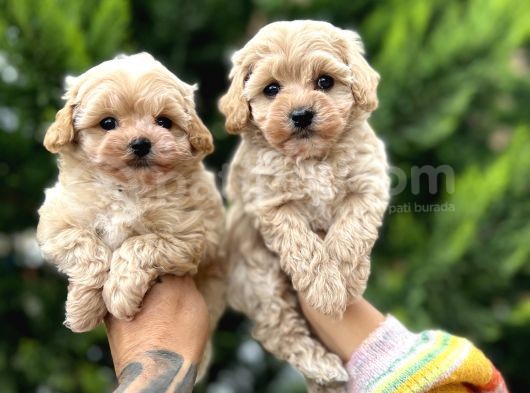 Orjinal Maltıpoo Güzelliği