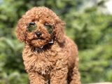 Birbirinden Güzel Toy Poodle Yavrularımız