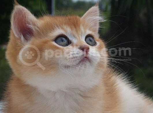 Sempatik Suratlı Ny11 Golden British Shorthair