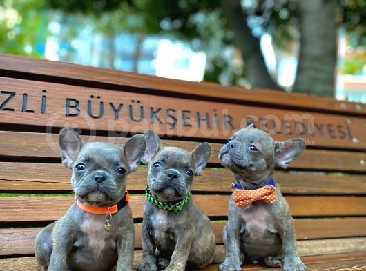 French Buldog Yavrular