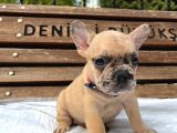 French Buldog Yavrular