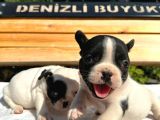 French Buldog Yavrular