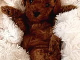 Red Brown Poodlebebeğim