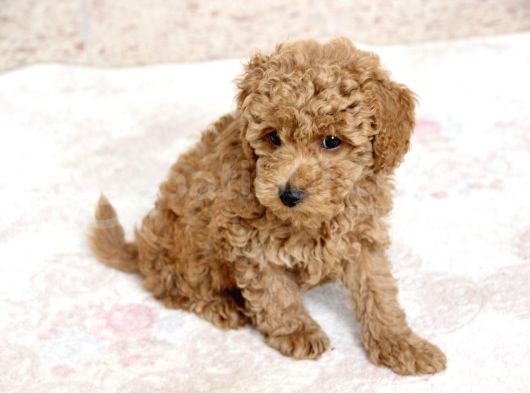 0 Numara Erkek Toy Poodle Yavrumuz görsel