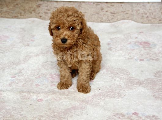 0 Numara Erkek Toy Poodle Yavrumuz görsel