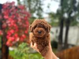 Scrli Toypoodle Yavrular