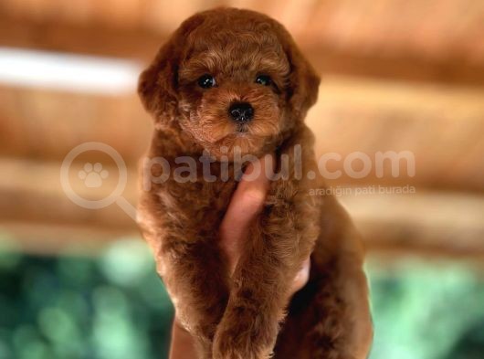 Scrli Toypoodle Yavrular görsel