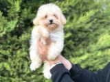 Mi̇ni̇ Boy Bebek Suratli Malti̇poo