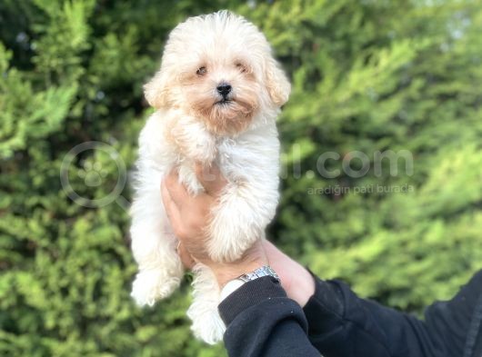 Mi̇ni̇ Boy Bebek Suratli Malti̇poo görsel
