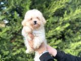 Mi̇ni̇ Boy Bebek Suratli Malti̇poo