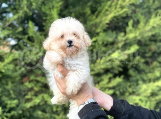 Mi̇ni̇ Boy Bebek Suratli Malti̇poo görsel