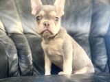 Li̇lac And Tan Özel Renk French Bulldog