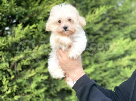 Mi̇ni̇ Boy Bebek Suratli Malti̇poo