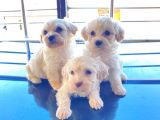 Xs Maltese Bebekler
