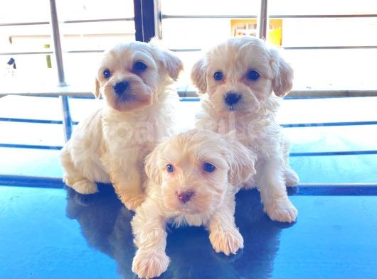 Xs Maltese Bebekler görsel