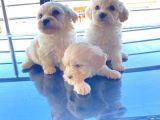 Xs Maltese Bebekler