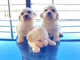 Xs Maltese Bebekler