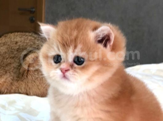 A Kalite Bri̇ti̇sh Shorthai̇r Golden  Yavrular