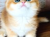 A Kalite Bri̇ti̇sh Shorthai̇r Golden  Yavrular