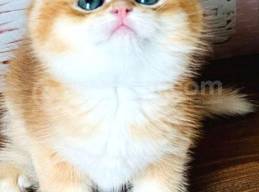 A Kalite Bri̇ti̇sh Shorthai̇r Golden  Yavrular görsel