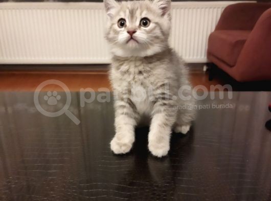 Safkan Şirin Kardeşler Yeni Ailelerini Bekliyorlar görsel