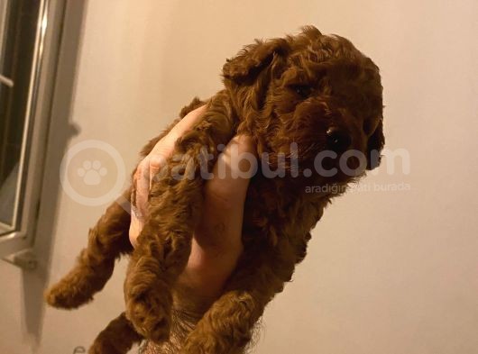 Orijinal Toy Poodle Yavrular