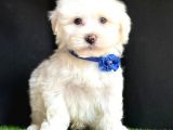 Maltese Mini Sevimli Yavrular