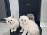 Aile Sıcaklığnda Büyüyen  Scottish Fold British Yvrlr
