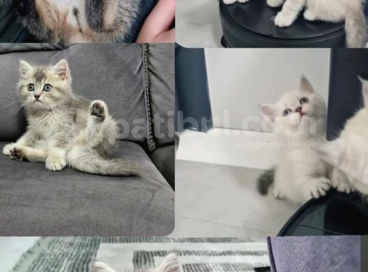 Aile Sıcaklığnda Büyüyen  Scottish Fold British Yvrlr