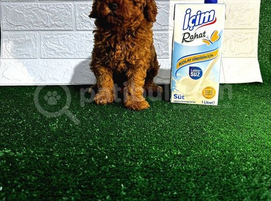 Orijinal Toy Poodle Yavrular görsel