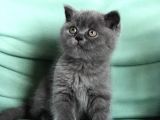 Tam Orji̇nal Bri̇ti̇sh Shorthai̇r Yavrularimiz