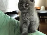 Tam Orji̇nal Bri̇ti̇sh Shorthai̇r Yavrularimiz