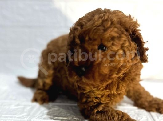 Orijinal Toy Poodle Yavrular görsel