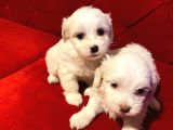 Teacup Maltese Terrier Bebekler