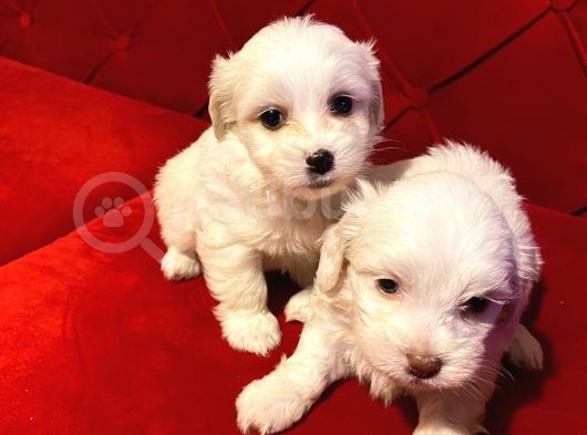 Teacup Maltese Terrier Bebekler görsel
