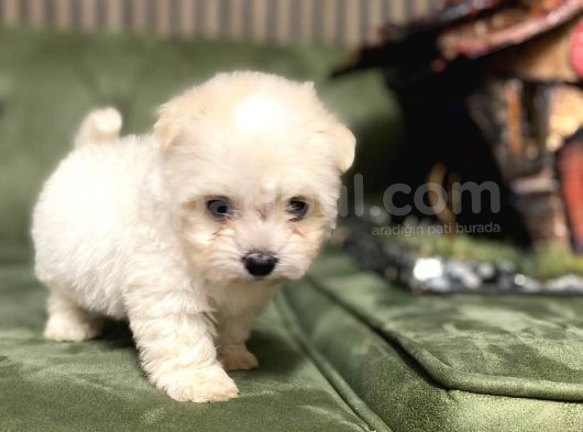 Teacup Maltipo Bebekler