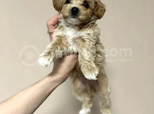 Tatli Mi Tatli Malti̇poo Yavrulari görsel