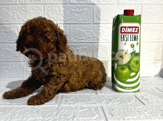 Orijinal Toy Poodle Yavrular görsel