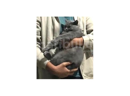 British Shorthair Erkek Koyu Gri Eskişehir