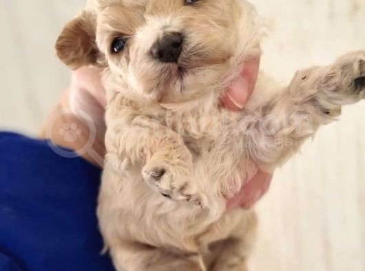 Ruhsatlı Üreticiden Maltipoo Yavrular görsel